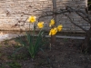Narcissen