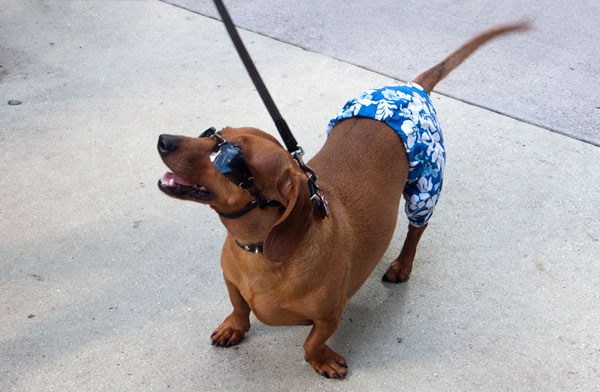 South Beach Gus